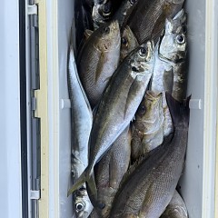5月 18日(月)8時出船・アジ釣りの写真その11