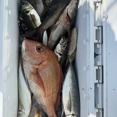5月 18日(月)8時出船・アジ釣りの写真その12