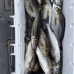 5月 20日(水)8時出船・アジ釣りの写真その8