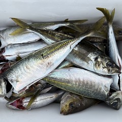 5月 20日(水)8時出船・アジ釣りの写真その10