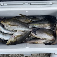 5月 20日(水)8時出船・アジ釣りの写真その2