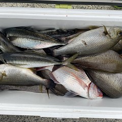 5月 20日(水)8時出船・アジ釣りの写真その3