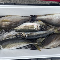 5月 20日(水)8時出船・アジ釣りの写真その4