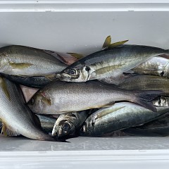 5月 20日(水)8時出船・アジ釣りの写真その7