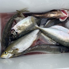 5月 20日(水)8時出船・アジ釣りの写真その8