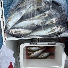 5月 21日（木）午前便・アジ釣りの写真その7