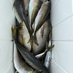 5月 21日（木）午前便・アジ釣りの写真その8