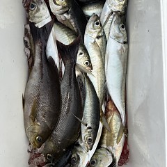 5月 22日（金）午前便・アジ釣りの写真その4