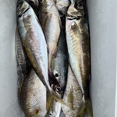 5月 22日（金）午前便・アジ釣りの写真その5