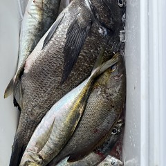 5月 22日（金）午前便・アジ釣りの写真その6