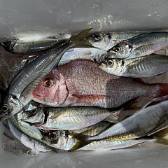 5月 22日（金）午前便・アジ釣りの写真その7