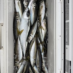 5月 22日(金)午後便・アジ釣りの写真その7