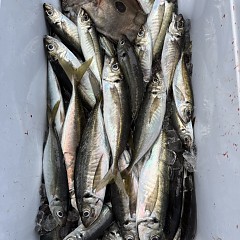 5月 22日(金)午後便・アジ釣りの写真その8