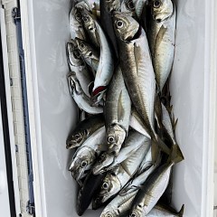 5月 22日(金)午後便・アジ釣りの写真その9