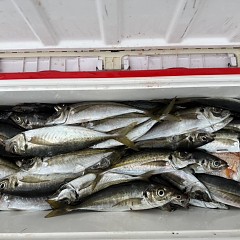 5月 22日(金)午後便・アジ釣りの写真その10