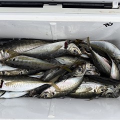 5月 22日(金)午後便・アジ釣りの写真その11