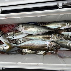 5月 22日(金)午後便・アジ釣りの写真その12