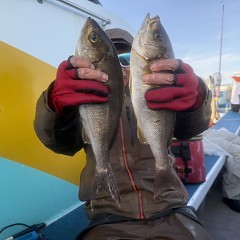 5月 24日(日)午後便・アジ釣りの写真その3