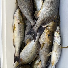 5月 24日(日)午後便・アジ釣りの写真その7