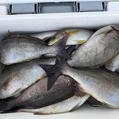 5月 24日(日)午後便・アジ釣りの写真その8