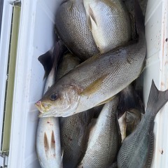 5月 24日(日)午後便・アジ釣りの写真その9
