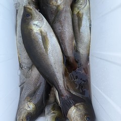5月 24日(日)午後便・アジ釣りの写真その12