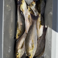 5月 25日（月）午前便・アジ、イサキ釣りの写真その8