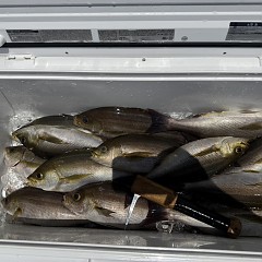 5月 25日（月）午前便・アジ、イサキ釣りの写真その9