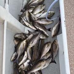 5月 25日(月)午後便・アジ、イサキ釣りの写真その9