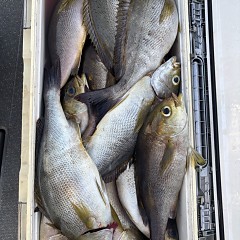 5月 25日(月)午後便・アジ、イサキ釣りの写真その10