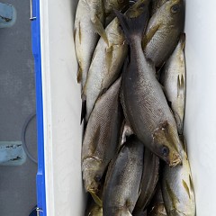 5月 25日（月）午後便・アジ、イサキ釣りの写真その7