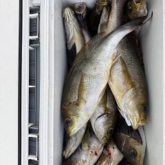 5月 25日（月）午後便・アジ、イサキ釣りの写真その8