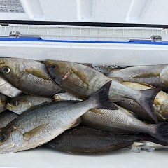 5月 25日（月）午後便・アジ、イサキ釣りの写真その10