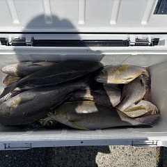 5月 25日（月）午前便・アジ、イサキ釣りの写真その4