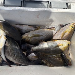 5月 25日（月）午前便・アジ、イサキ釣りの写真その6
