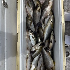 5月 26日（火）午前便・アジ、イサキ釣りの写真その8