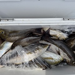 5月 26日（火）午前便・アジ、イサキ釣りの写真その9