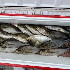 5月 26日（火）午前便・アジ、イサキ釣りの写真その11