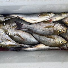 5月 26日(火)午後便・イサキ釣りの写真その9