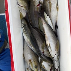 5月 26日(火)午後便・イサキ釣りの写真その11