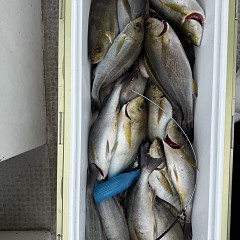 5月 27日（水）午前便・イサキ釣りの写真その6