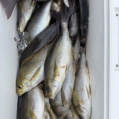 5月 27日（水）午前便・イサキ釣りの写真その12