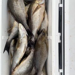 5月 27日（水）午後便・イサキ釣りの写真その8