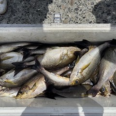 5月26日（火）午前便・アジ・イサキ釣りの写真その5