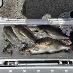 5月26日（火）午前便・アジ・イサキ釣りの写真その6
