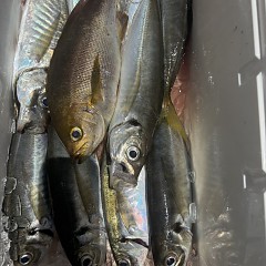 5月 29日（金）午前・アジ、イサキ釣りの写真その6