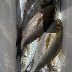 5月 29日（金）午前・アジ、イサキ釣りの写真その12
