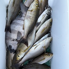 5月 29日（金）午後・アジ、イサキ釣りの写真その9
