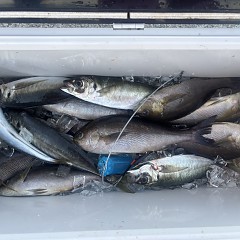 5月 29日（金）午後・アジ、イサキ釣りの写真その12