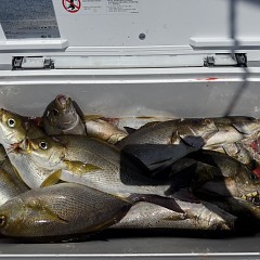 5月 30日（土）午前便・アジ、イサキ釣りの写真その12